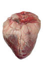 Corazón, de vaca/buey, crudo